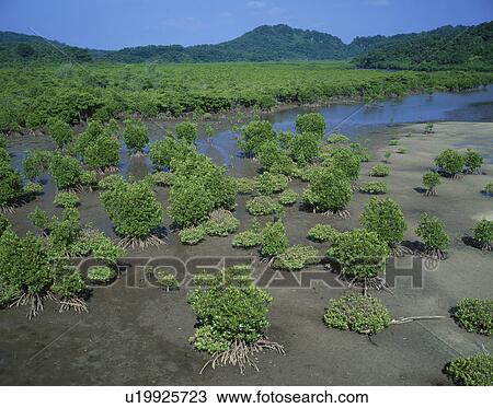Stock Image - Mangroves. Okinawa Prefecture, Japan. Fotosearch