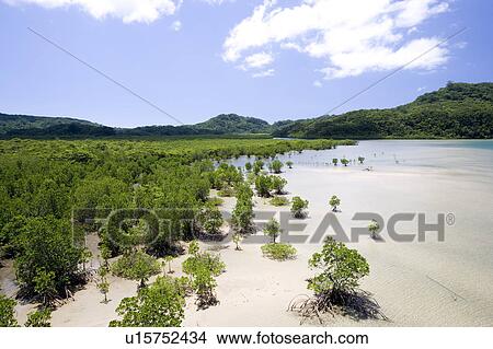 Picture - Mangroves, Urauchi river, Iriomote Island, Okinawa Prefecture, Japan. Fotosearch