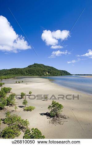 Mangroves, Urauchi river, Iriomote Island, Okinawa Prefecture, Japan View Large Photo Image Stock Image - Mangroves, Urauchi river, Iriomote Island, Okinawa Prefecture, Japan. Fotosearch