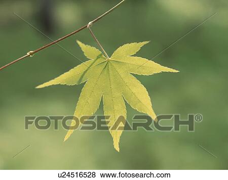 Maple leaf. Tochigi Prefecture, Japan View Large Photo Image Stock Photo - Maple leaf. Tochigi Prefecture, Japan. Fotosearch