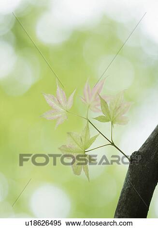Stock Photography - Maple leaves. Tochigi Prefecture, Japan. Fotosearch