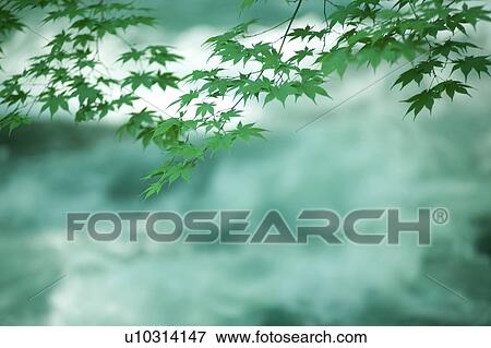 Maple tree leaves, Towada, Aomori Prefecture, Japan View Large Photo Image Stock Photo - Maple tree leaves, Towada, Aomori Prefecture, Japan. Fotosearch