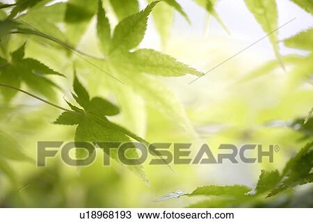 Stock Image - Maple tree leaves. Yaita, Tochigi Prefecture, Japan. Fotosearch