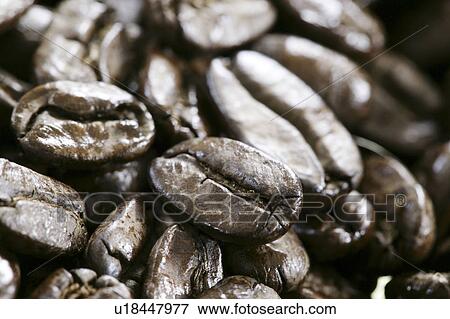 Stock Photo - Maragogype coffee beans. Fotosearch