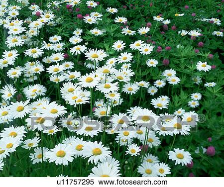 Stock Photography - Marguerite flowers and crimson clover, Akita Prefecture, Japan. Fotosearch
