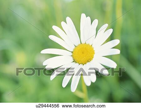 Marguerite, Tochigi Prefecture, Japan View Large Photo Image Stock Photograph - Marguerite, Tochigi Prefecture, Japan. Fotosearch