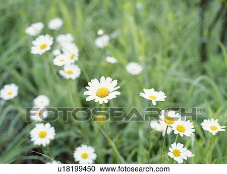 Stock Image - Marguerites, Tochigi Prefecture, Japan. Fotosearch