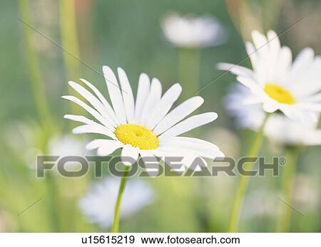 Stock Photo - Marguerites, Tochigi Prefecture, Japan. Fotosearch
