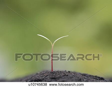 Stock Photo - Marigold cotyledon. Fotosearch