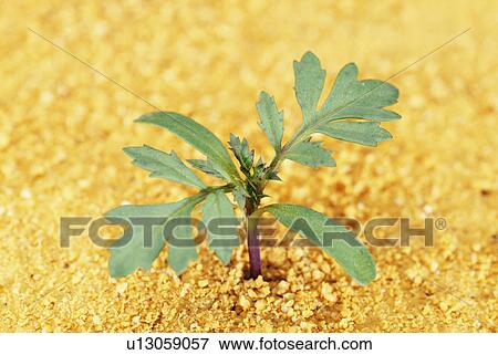 Stock Photo - Marigold sprout, Tochigi Prefecture, Japan. Fotosearch