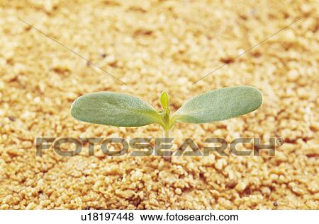 Stock Photo - Marigold sprout, Tochigi Prefecture, Japan. Fotosearch