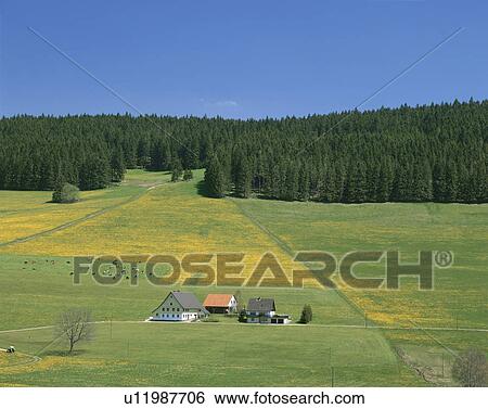 Stock Photograph - Meadow and black forest, Germany. Fotosearch
