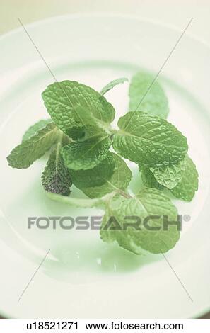 Stock Image - Mint leaves on white plate. Fotosearch