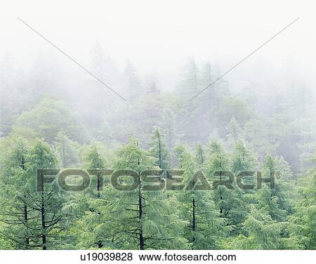 Stock Photo - Mist over a forest. Urabandai, Fukushima Prefecture, Japan. Fotosearch