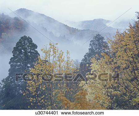Stock Image - Mist over tree covered mountains, Kita-Akita, Akita Prefecture, Japan. Fotosearch