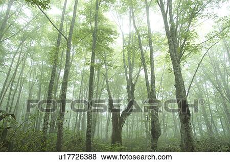 Stock Photo - Misty beech forest, Fukushima Prefecture, Japan. Fotosearch