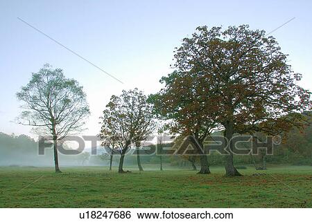 Stock Photograph - Misty field at dawn, Kijimadaira, Nagano Prefecture, Japan. Fotosearch