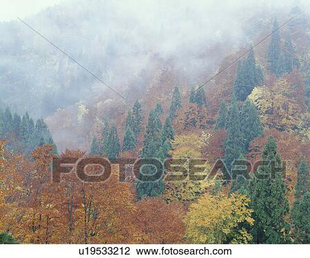 Misty forest. Akita Prefecture, Japan View Large Photo Image Stock Image - Misty forest. Akita Prefecture, Japan. Fotosearch
