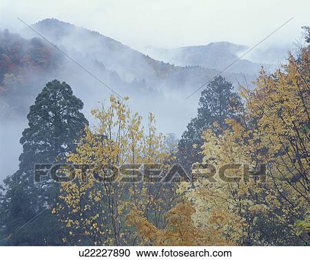 Misty forest. Akita Prefecture, Japan View Large Photo Image Stock Image - Misty forest. Akita Prefecture, Japan. Fotosearch