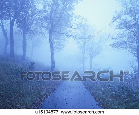 Misty forest. Akita Prefecture, Japan View Large Photo Image Stock Photo - Misty forest. Akita Prefecture, Japan. Fotosearch