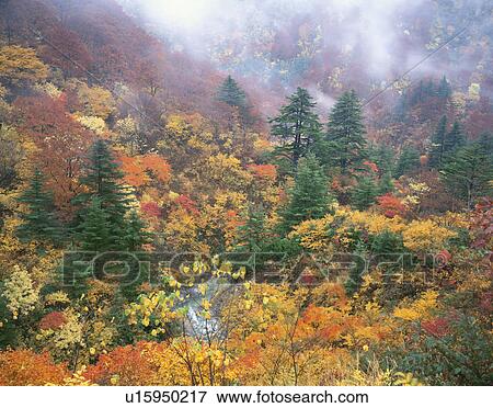 Misty forest. Akita Prefecture, Japan View Large Photo Image Stock Photo - Misty forest. Akita Prefecture, Japan. Fotosearch