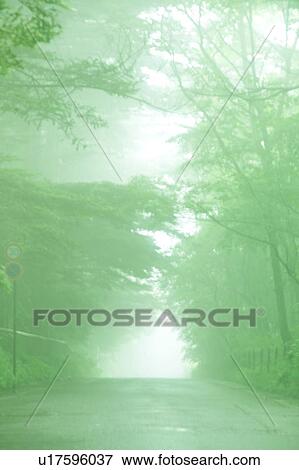 Stock Photo - Misty forest road, Low angle view of a tree, Karuizawa, Nagano Prefecture, Japan. Fotosearch