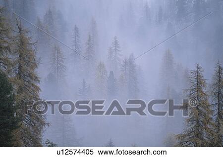 Misty forest View Large Photo Image Stock Photography - Misty forest. Fotosearch