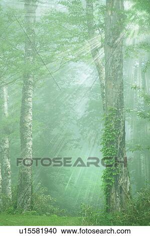 Stock Image - Misty white birch woods, Towada, Aomori Prefecture, Japan. Fotosearch