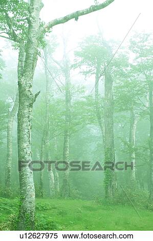 Misty white birch woods, Towada, Aomori Prefecture, Japan View Large Photo Image Stock Photography - Misty white birch woods, Towada, Aomori Prefecture, Japan. Fotosearch