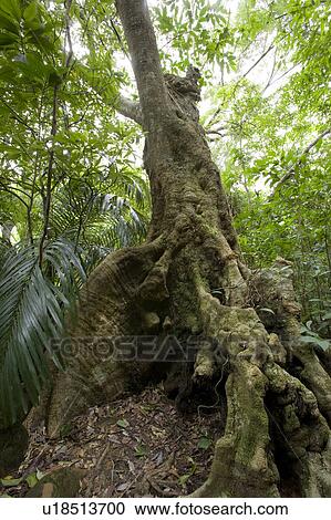Miyagii Oak, Ishigaki Island, Okinawa Prefecture, Japan View Large Photo Image Stock Image - Miyagii Oak, Ishigaki Island, Okinawa Prefecture, Japan. Fotosearch