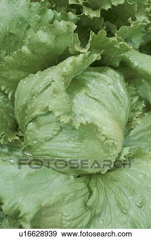 Stock Photo - Moist green lettuces. Fotosearch
