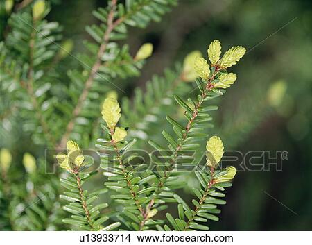 Picture - Momi fir buds, Nikko, Tochigi Prefecture, Japan. Fotosearch