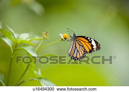 Monarch Butterfly View Large Photo Image Stock Image - Monarch Butterfly. Fotosearch