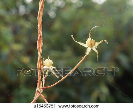 Morning glory fruit growing on a vine, Tochigi Prefecture, Japan View Large Photo Image Stock Image - Morning glory fruit growing on a vine, Tochigi Prefecture, Japan. Fotosearch