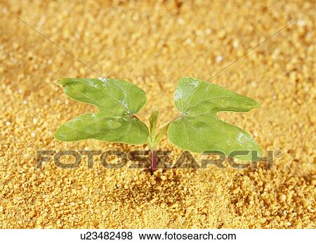 Stock Photo - Morning glory sprout, Tochigi Prefecture, Japan. Fotosearch