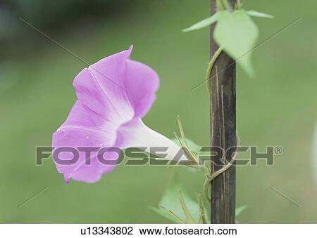 Stock Image - Morning glory. Fotosearch