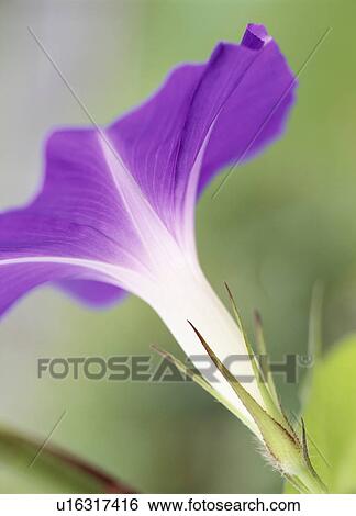 Morning glory, Tochigi Prefecture, Japan View Large Photo Image Stock Photograph - Morning glory, Tochigi Prefecture, Japan. Fotosearch