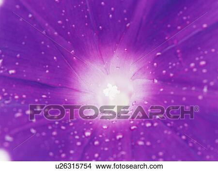 Picture - Morning glory with dew, Tochigi Prefecture, Japan. Fotosearch