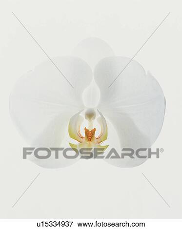 Stock Photo - Moth orchid. Fotosearch