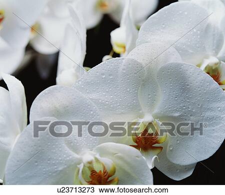 Stock Image - Moth orchids. Fotosearch
