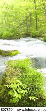 Mountain stream, Towada, Aomori Prefecture, Japan View Large Photo Image Picture - Mountain stream, Towada, Aomori Prefecture, Japan. Fotosearch