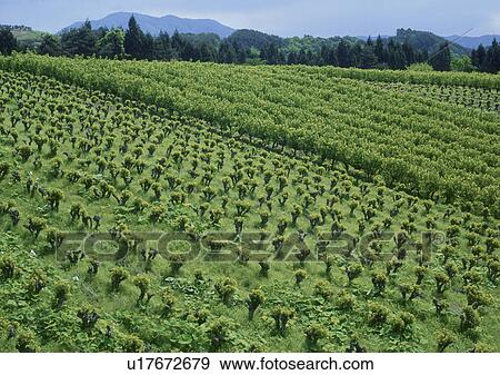 Stock Photo - Mulberry field, Shirataka-machi, Yamagata Prefecture, Japan. Fotosearch