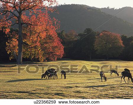 Nara Park during autumn. Nara, Nara Prefecture, Japan View Large Photo Image Stock Photo - Nara Park during autumn. Nara, Nara Prefecture, Japan. Fotosearch