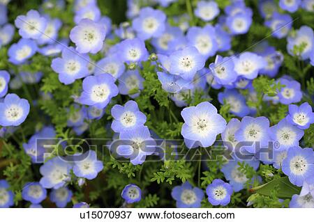 Stock Photo - Nemophila. Fotosearch