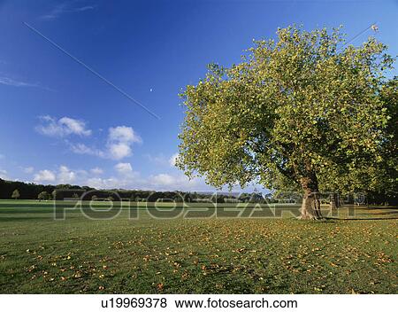 Stock Photo - North Hagley park, Christchurch, New Zealand. Fotosearch