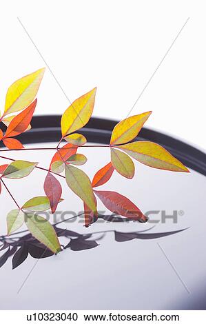 Stock Image - Nunn Teng leaves over water. Fotosearch