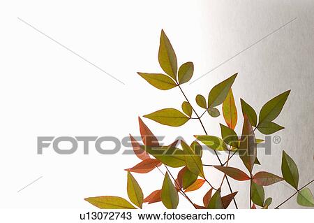 Nunn Teng leaves View Large Photo Image Stock Image - Nunn Teng leaves. Fotosearch