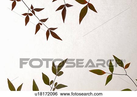 Stock Photograph - Nunn Teng leaves. Fotosearch