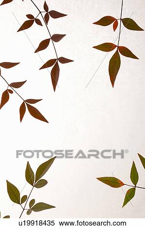 Stock Photography - Nunn Teng leaves. Fotosearch