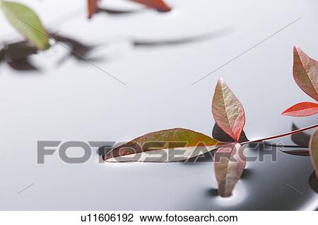 Stock Image - Nunn teng leaves touching water. Fotosearch